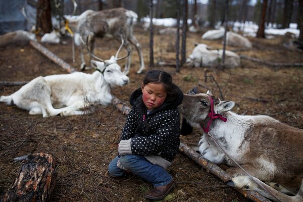 Шестилетняя монгольская девочка сидит среди оленей в лесу недалеко от деревни Цагааннуур, Монголия - Sputnik Узбекистан