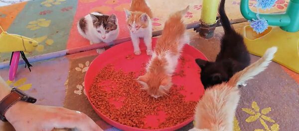 СПУТНИК_Как в Сирии спасают котят - Sputnik Узбекистан