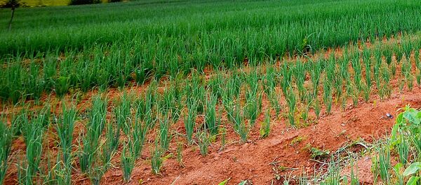 Лук на грядке Лук на грядке - Sputnik Ўзбекистон