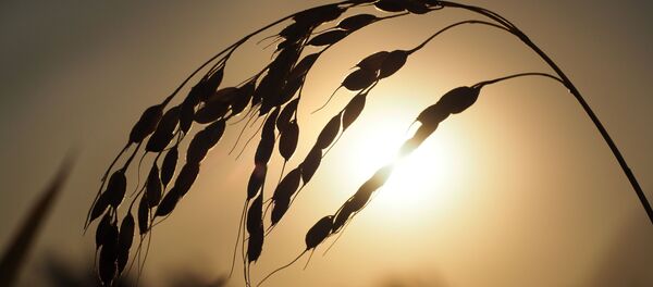 Рисовый колос во время уборки - Sputnik Ўзбекистон