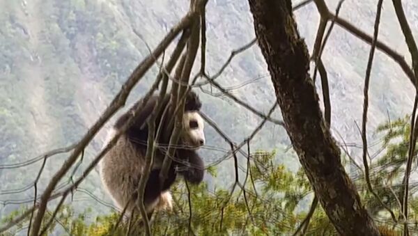 Детеныш дикой панды был впервые обнаружен  в китайском заповеднике Вулонг - Sputnik Узбекистан