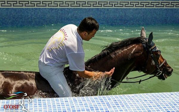 В Фергане открылся комплекс по разведению лошадей породы карабаир - Sputnik Узбекистан