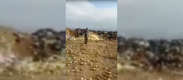 Целое море птенцов! - Sputnik Узбекистан