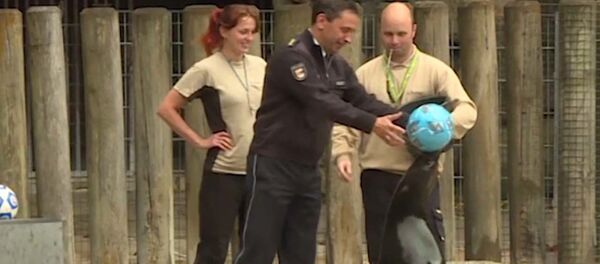 Морской котик предсказал поражение сборной ФРГ в матче с Мексикой - Sputnik Узбекистан