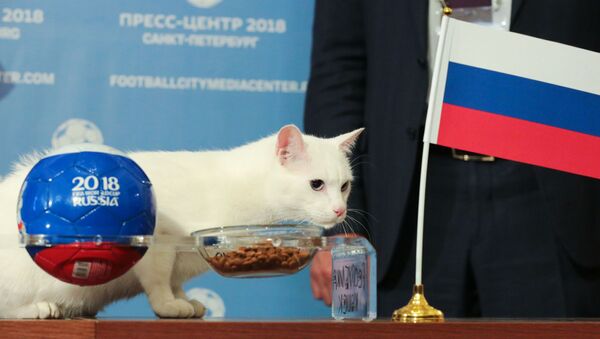 Эрмитажный белоснежный кот-оракул Ахилл - Sputnik Узбекистан
