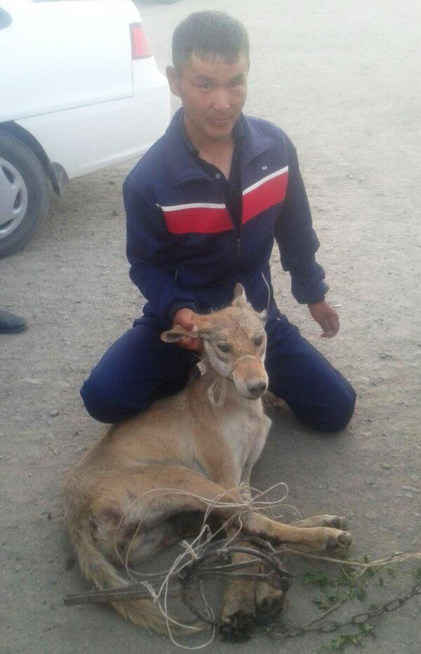 В Канлыкуле охотник поймал волка В Канлыкуле охотник поймал волка - Sputnik Ўзбекистон