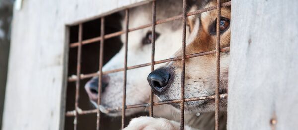 Собаки Собаки - Sputnik Ўзбекистон