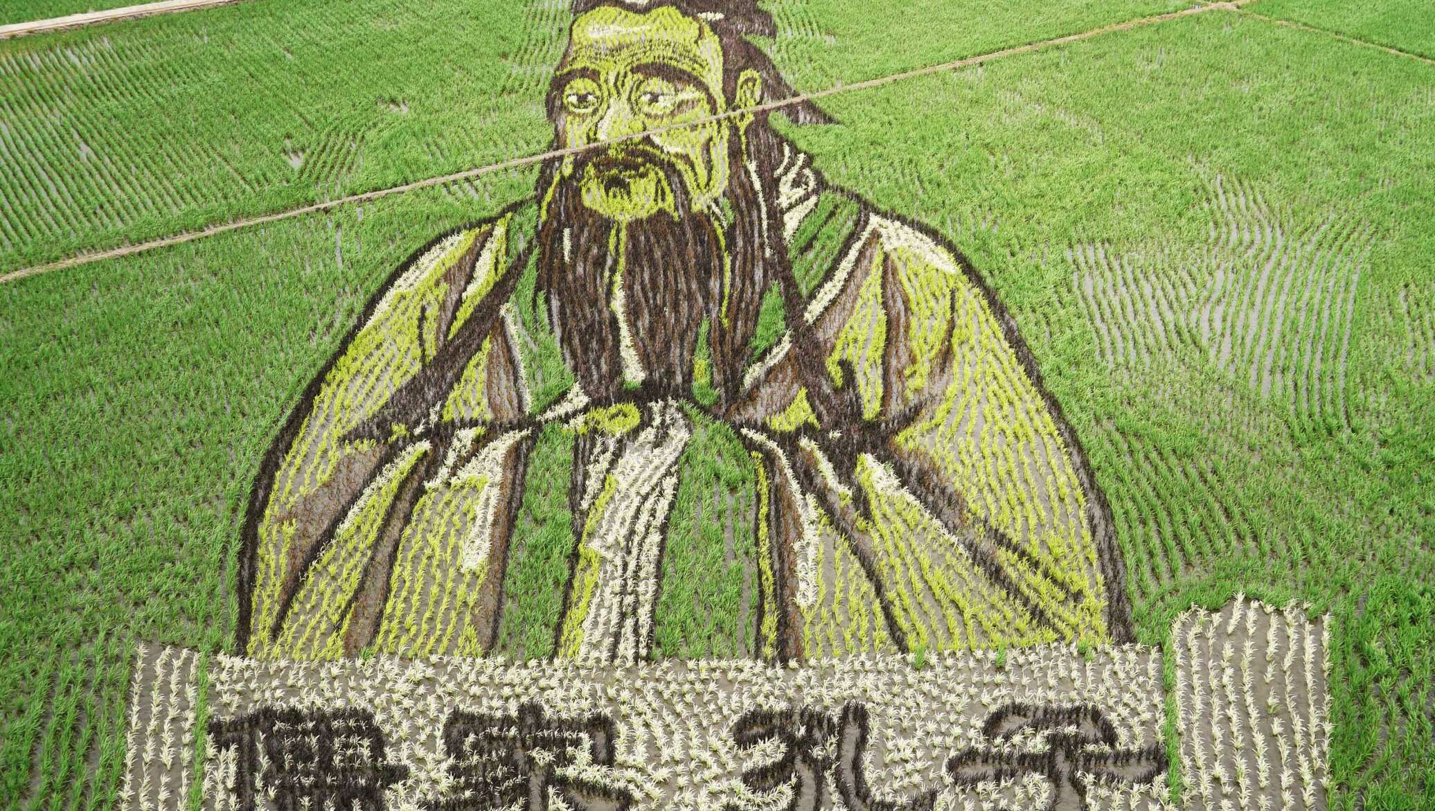 Китаец на рисовом поле