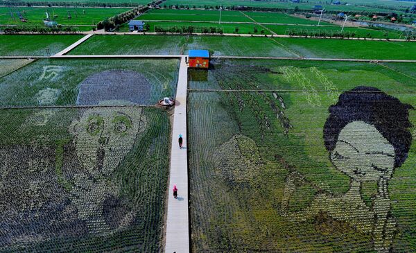 Изображение мужчины и женщины на рисовом поле в Шэньяне в северо-восточной провинции Ляонин в Китае. - Sputnik Узбекистан