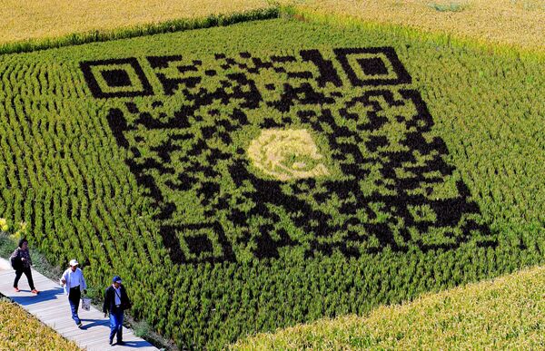 Изображение QR-кода на рисовом поле в Китае. - Sputnik Узбекистан