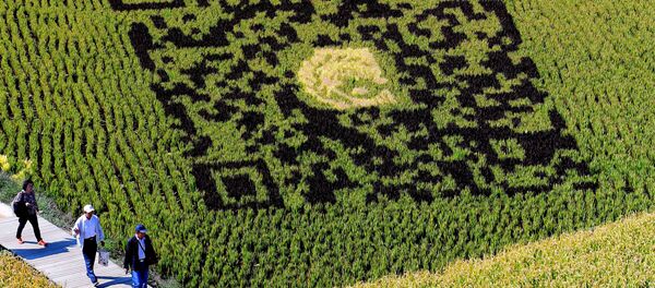 QR-kod na risovom pole v Kitae QR-kod na risovom pole v Kitae - Sputnik O‘zbekiston