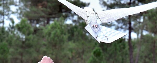 Дрон в виде птицы - Sputnik Узбекистан