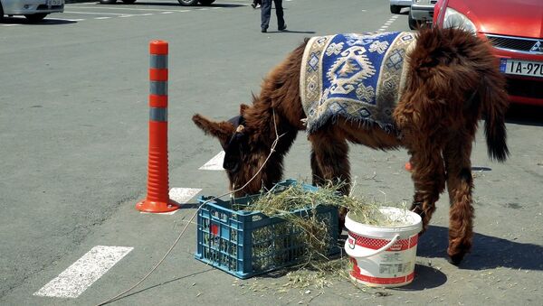 Скотина и туристы: ослик из Мцхета стал туристической достопримечательностью - Sputnik Узбекистан