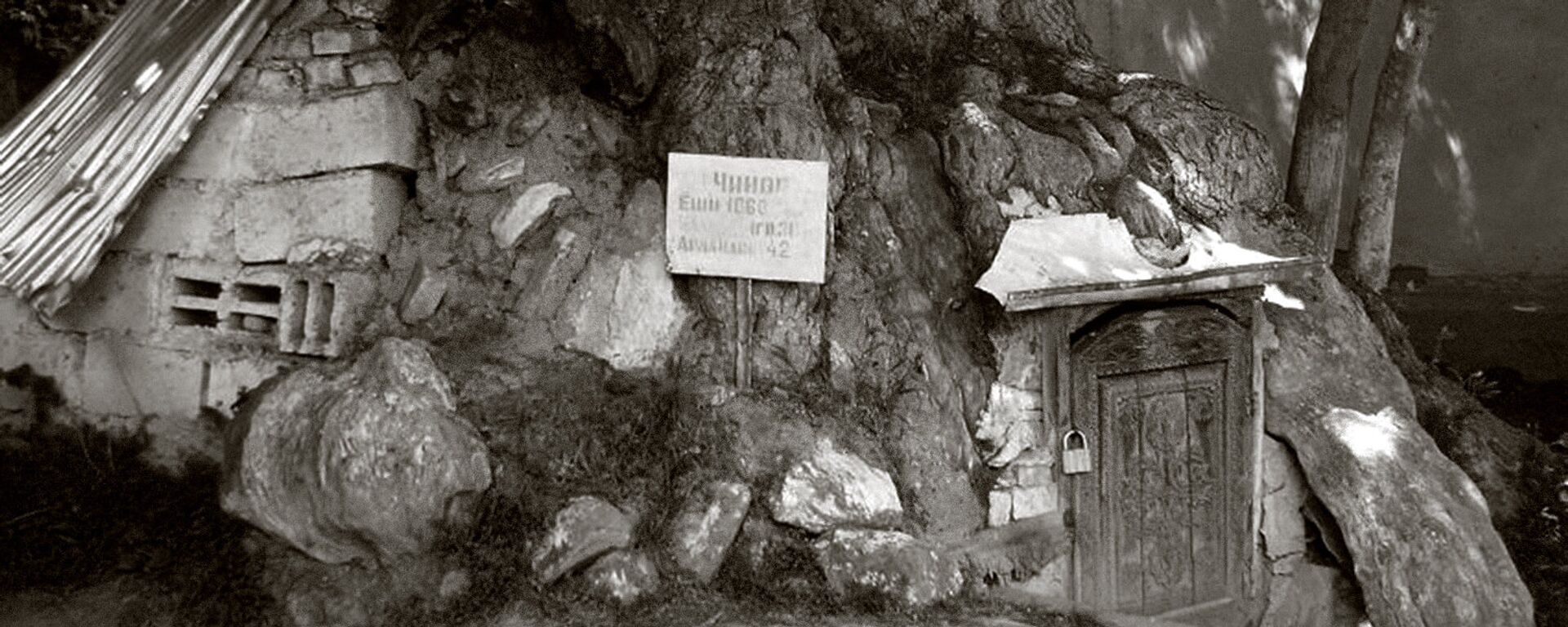 1060 летний чинар - платан, в Ургуте. Самаркандская область - Sputnik Узбекистан, 1920, 27.10.2015