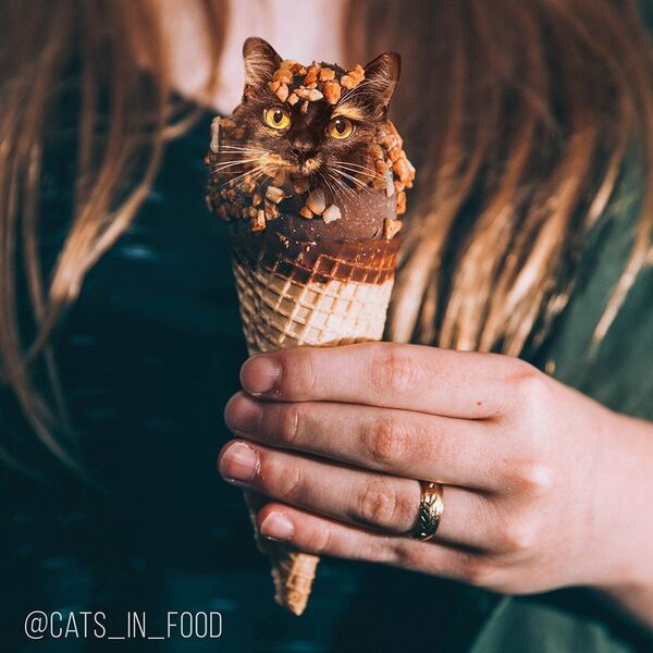 Фотоколлаж из мороженого и кота - Sputnik Узбекистан
