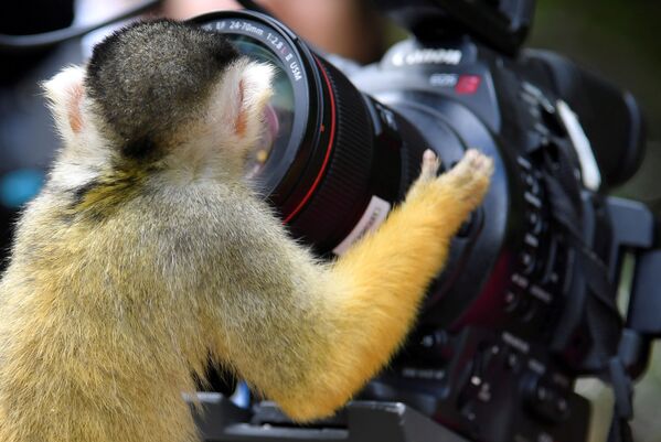 Боливийский саймири смотрит в объектив камеры в лондонском зоопарке, Великобритания - Sputnik Узбекистан
