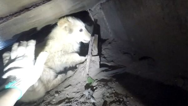 Новосибирские диггеры вытащили щенка из коллектора - Sputnik Узбекистан