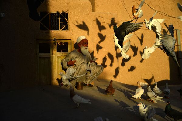 70-летний разводчик голубей Абдул Гани кормит питомцев на крыше своего дома в афганском городе Герат - Sputnik Узбекистан