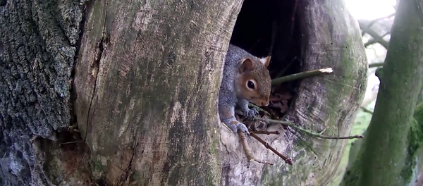Белка и сова - Sputnik Узбекистан