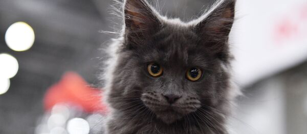 Международная выставка кошек в Москве - Sputnik Узбекистан