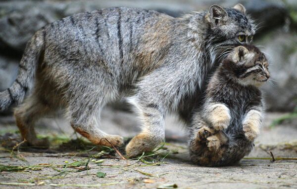 Самка манула со своим котенком, родившимся в мае 2018 года, в вольере Новосибирского зоопарка имени Р.А. Шило. - Sputnik Узбекистан