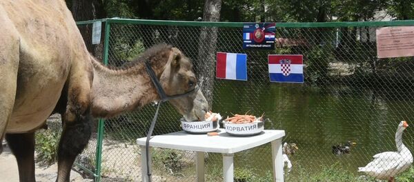 Верблюд-оракул Марья предсказала победу Франции в финале ЧМ-2018 Верблюд-оракул Марья предсказала победу Франции в финале ЧМ-2018 - Sputnik Узбекистан