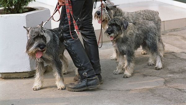 Собаки на выставке - Sputnik Узбекистан