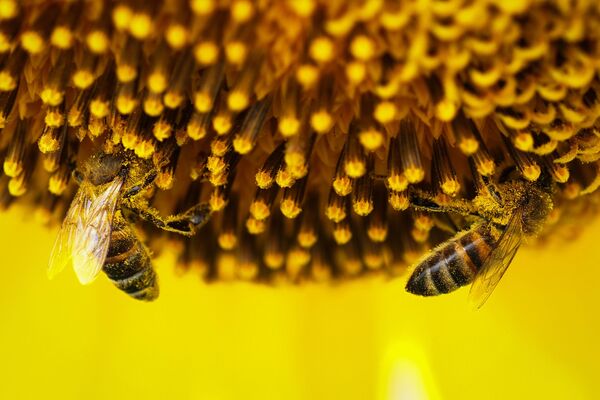 Пчелы на цветке подсолнечника. - Sputnik Узбекистан