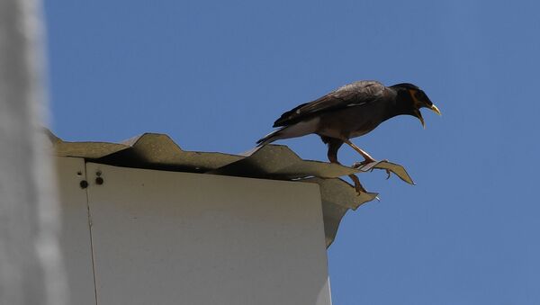 Птица на крыше - Sputnik Узбекистан