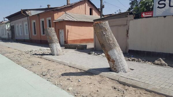 Вырубка многолетних деревьев - Sputnik Узбекистан