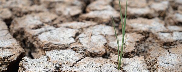 Засуха - Sputnik Узбекистан