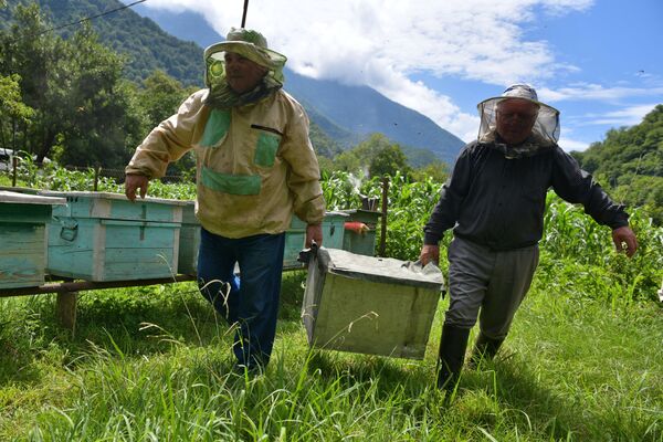 Пчеловоды на пасеке в ущелье реки Бзыбь в Абхазии собирают мед. - Sputnik Узбекистан