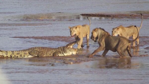 Трое львов напали на крокодила - Sputnik Узбекистан