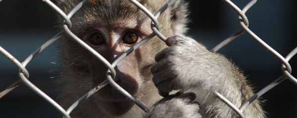 Обезьяна в клетке Обезьяна в клетке - Sputnik Узбекистан