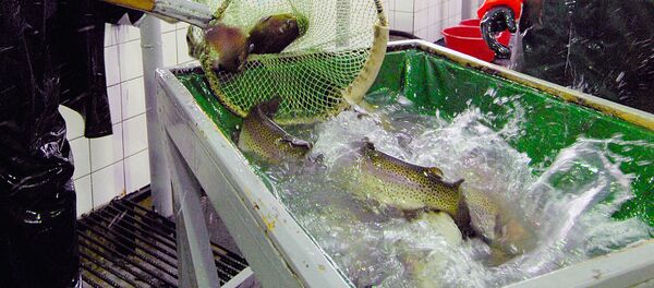 Рыба на форелеводческом заводе - Sputnik Ўзбекистон