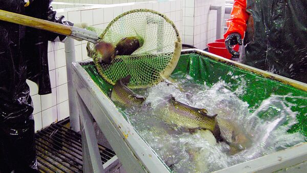 Рыба на форелеводческом заводе - Sputnik Узбекистан