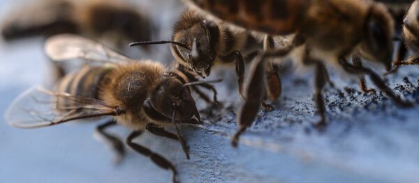Пчелы - Sputnik Узбекистан