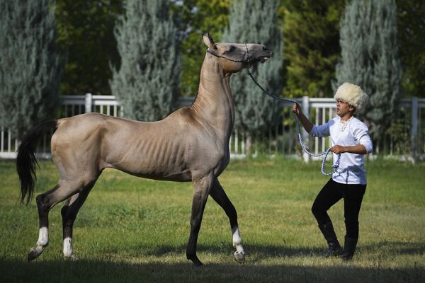 Конь ахалтекинской породы - Sputnik Узбекистан