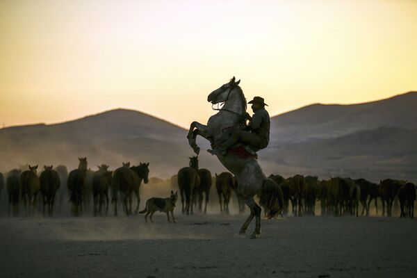 Мужчина на лошади - Sputnik Узбекистан