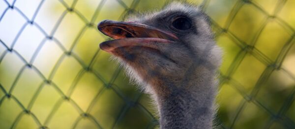 Страус в зоопарке - Sputnik Узбекистан