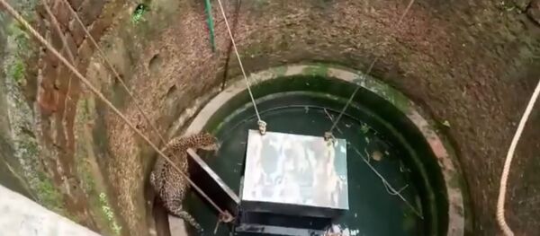 СПУТНИК_Леопард с собакой провалился в колодец в Индии СПУТНИК_Леопард с собакой провалился в колодец в Индии - Sputnik Ўзбекистон