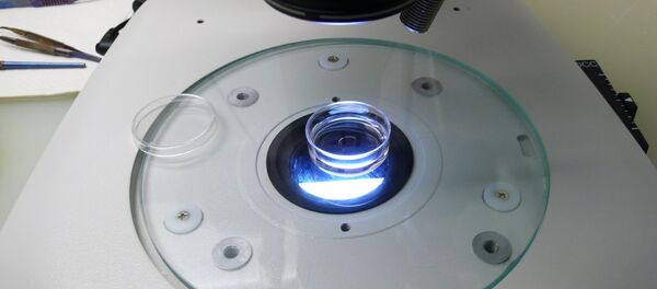 Оплодотворенные яйцеклетки мыши в чашке Петри готовы для эксперимента.  Оплодотворенные яйцеклетки мыши в чашке Петри готовы для эксперимента.  - Sputnik Ўзбекистон