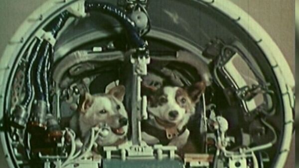 Белка и Стрелка совершили космический полёт на корабле Спутник-5 19 августа 1960 года - Sputnik Узбекистан