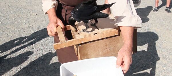 СПУТНИК_Ворон-уборщик - Sputnik Узбекистан