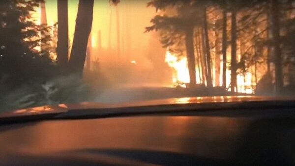 Спасение из горящего леса на машине сняли на видео  - Sputnik Узбекистан