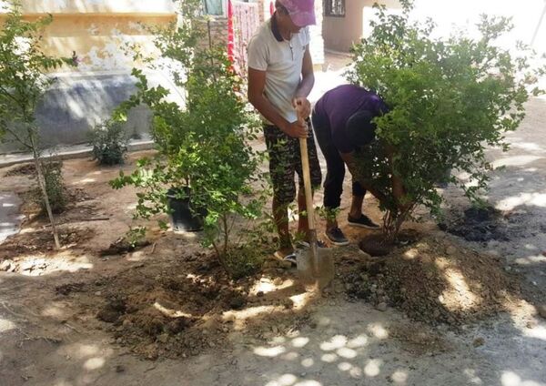 Доброе дело: в Ташкенте предприниматель посадил более 100 деревьев - Sputnik Узбекистан