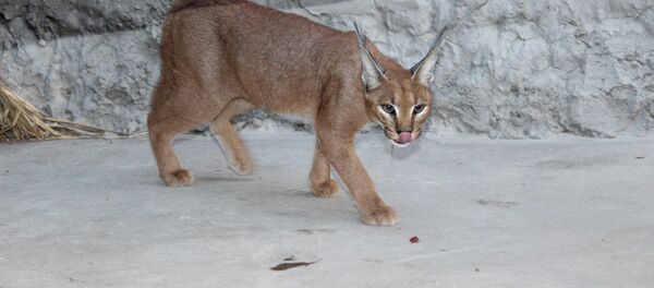 Рысь каракал в Ташкентском зоопарке Рысь каракал в Ташкентском зоопарке - Sputnik Узбекистан
