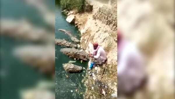 Как ручные: чувак кормит крокодилов с рук - Sputnik Узбекистан