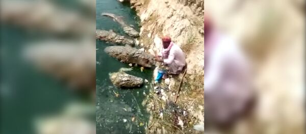 Как ручные: чувак кормит крокодилов с рук - Sputnik Узбекистан