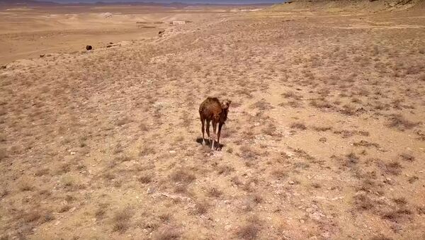 Дроном вернули потерявшегося верблюжонка  - Sputnik Узбекистан